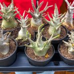 Adenium (Adenium obesum) ‘ANSU BAOBAB’ - výška 10-20 cm, kont. C1L